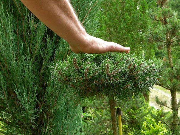 Хвойная 80. Сосна nerost. Pinus mugo nerost. Сосна Горная нерост. Pinus mugo kouty.