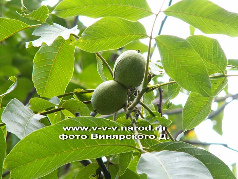 Листья плодовых. Орех грецкий (Juglans Regia). Плоды грецкого ореха на дереве. Листья ореха. Дикий орех дерево.