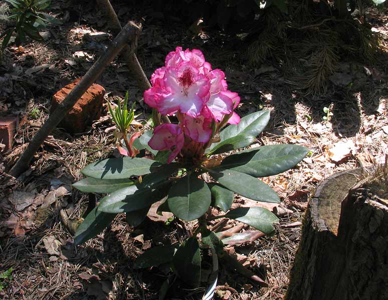Рододендрон садовый уход в открытом