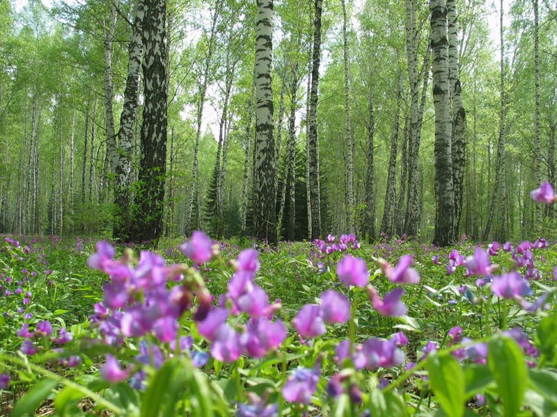 Розовый цветок в лесу