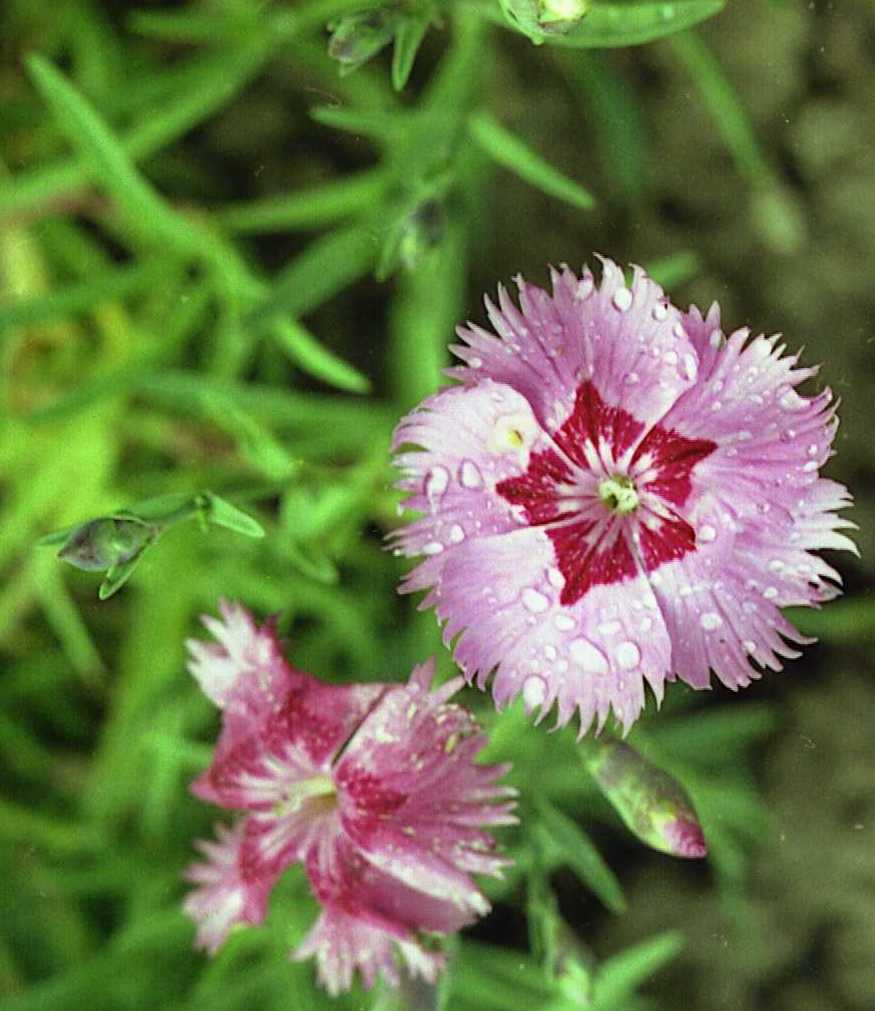 Разновидности гвоздики. Гвоздика Шабо травянка. Гвоздика травянка (Dianthus deltoides). Диантус гвоздика Садовая. Гвоздика Садовая Шабо.