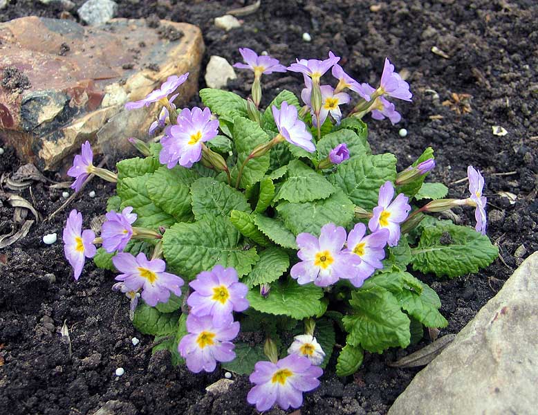 Примула высадка в грунт. Примула подушковидная. Примула Воронова (Primula woronowii). Примула пругоницкая. Примула Церулеа.