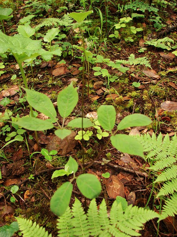 Купить Семена Женьшеня Для Посадки