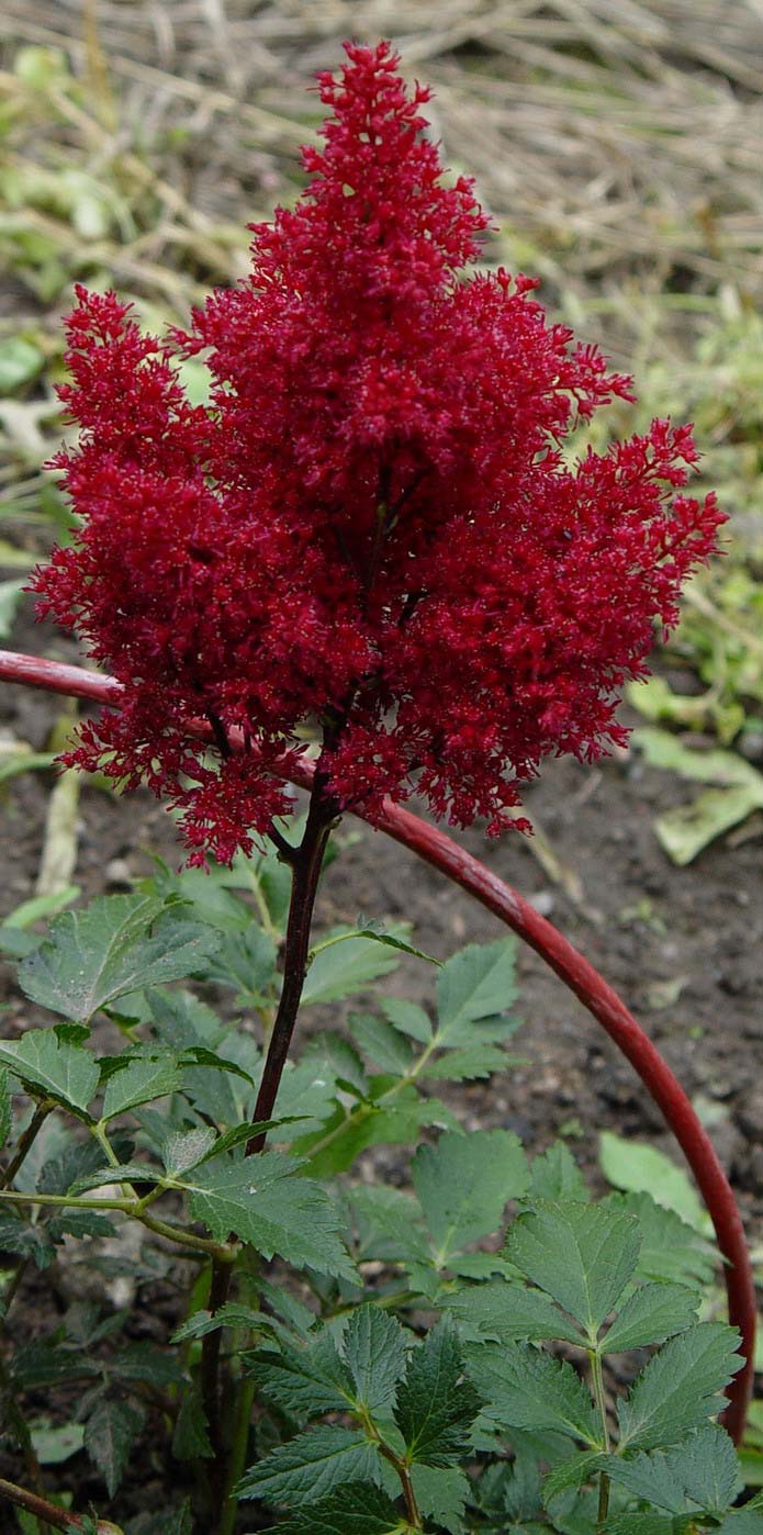Красные фото и описание. Астильба ред Сентинел. Астильба японская Red Sentinel. Астильба Этна. Астильба Лайтхаус.
