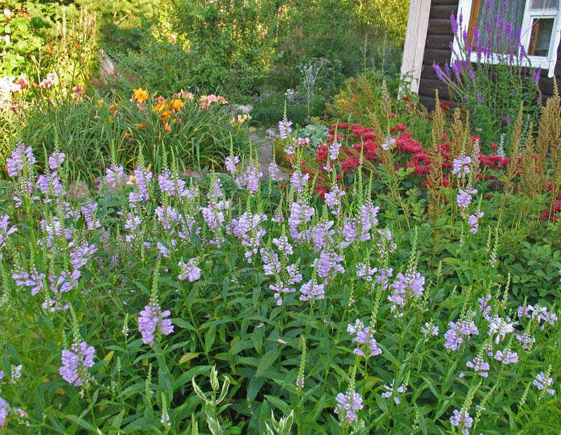 Физостегия В Ландшафтном Дизайне фото 13