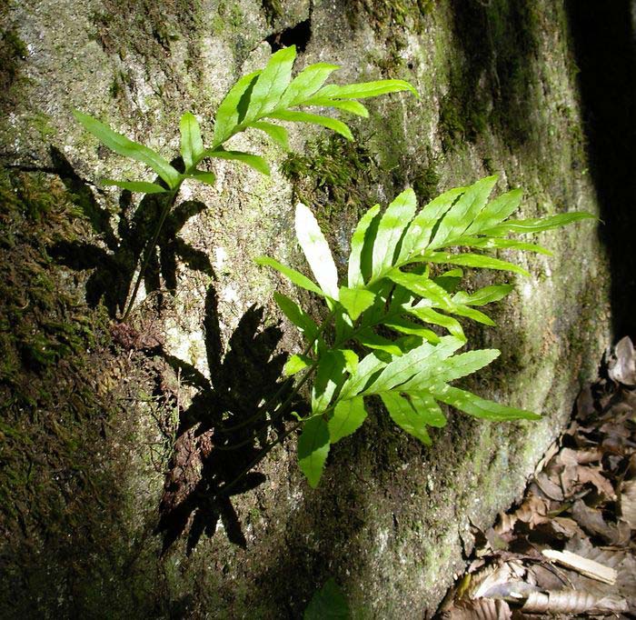 Common plants. Папоротник Полиподиум. Папоротник многоножка. Многоножка обыкновенная папоротник. Полиподиум обыкновенный.